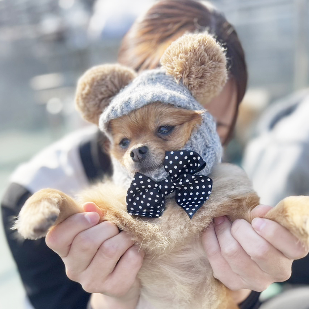 生徒が撮影したモデル犬写真③